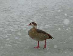 Alopochen aegyptiaca