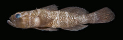 Priolepis eugenius