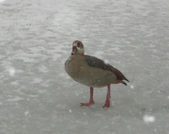 Alopochen aegyptiaca