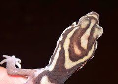 Coleonyx nemoralis