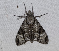 Psilogramma menephron