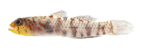 Eviota susanae, 2018-10-08