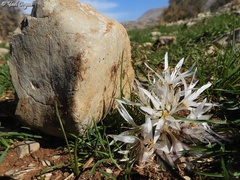 Colchicum antilibanoticum