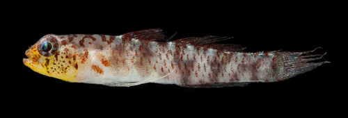 Eviota susanae, 2018-10-08