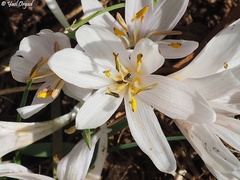Colchicum antilibanoticum
