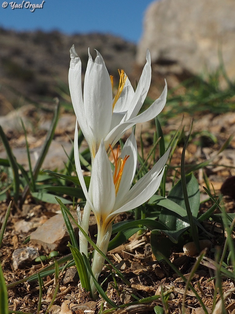 Aleppo Crocus