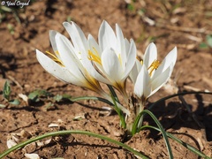 Crocus aleppicus