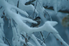 Poecile palustris