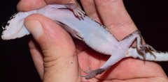 Coleonyx nemoralis