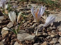Crocus hermoneus