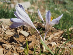Crocus hermoneus