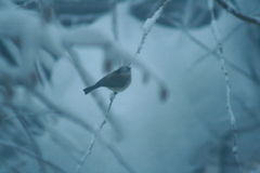 Poecile palustris