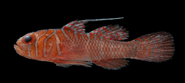 Farcimen Goby