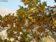 Quercus look