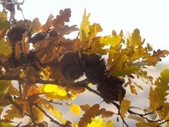 Quercus look