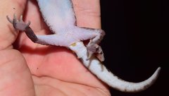 Coleonyx nemoralis