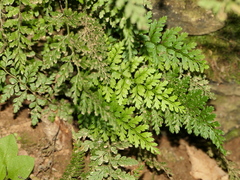 Asplenium billotii