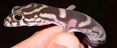 Coleonyx nemoralis