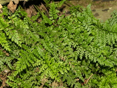 Asplenium billotii
