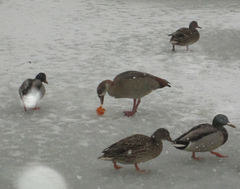 Alopochen aegyptiaca