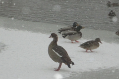 Alopochen aegyptiaca