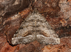Macaria colata