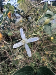 Clematis chinensis