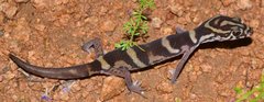 Coleonyx nemoralis