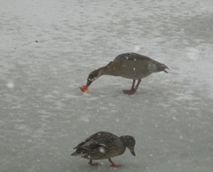 Alopochen aegyptiaca