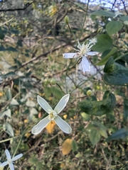 Clematis chinensis
