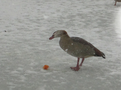 Alopochen aegyptiaca