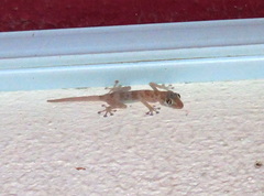 Ptyodactylus hasselquistii