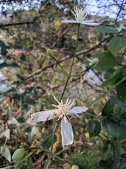 Clematis chinensis