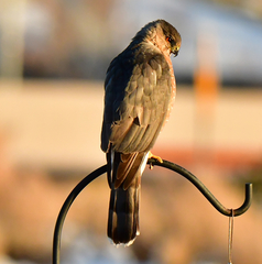 Accipiter cooperii