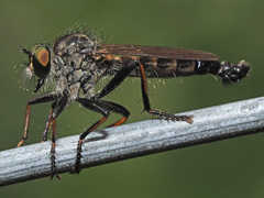 Neoitamus socius