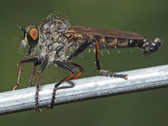 Neoitamus socius