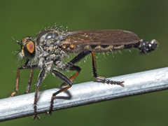 Neoitamus socius