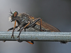 Neoitamus socius