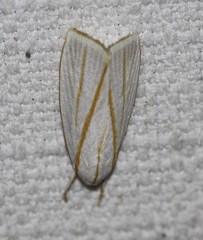 Cryptophasa flavolineata