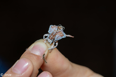 Tessaratoma papillosa