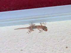 Ptyodactylus hasselquistii