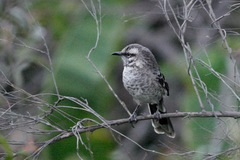 Mimus longicaudatus