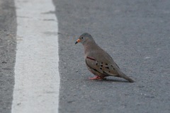 Columbina cruziana