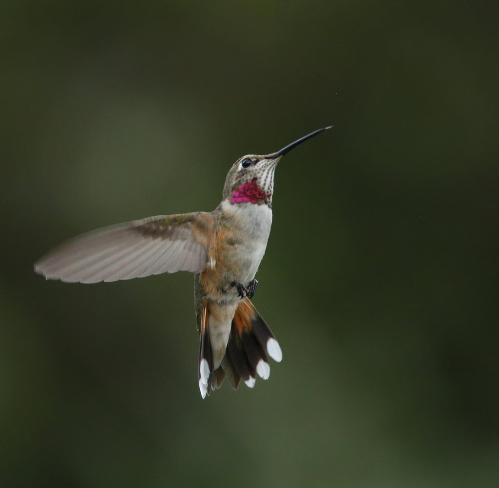 Broad-tailed Hummingbird photo