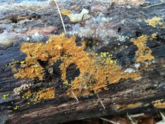 Phlebiodontia subochracea