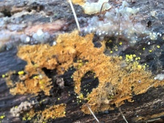 Phlebiodontia subochracea