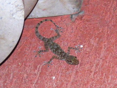 Ptyodactylus hasselquistii