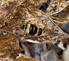 Phytomia