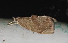 Crocidolomia suffusalis