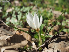 Crocus aleppicus